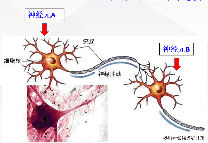 假单极神经元图图片