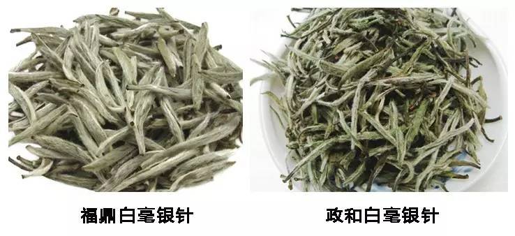 茶叶|白茶怎么看出哪种好？白茶高手教你看完不入坑！