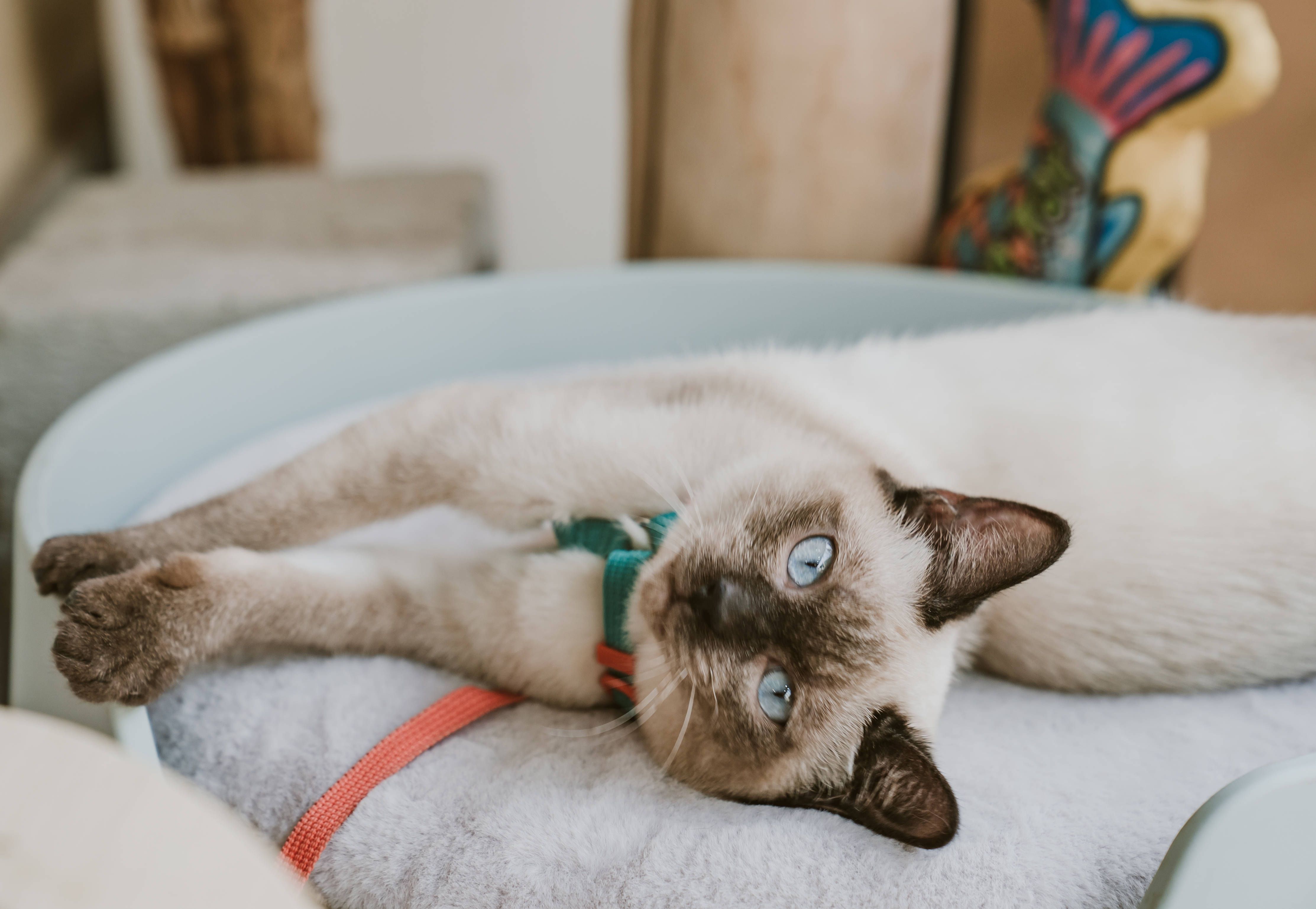 新手选公猫还是母猫这4个方面你一定要知道