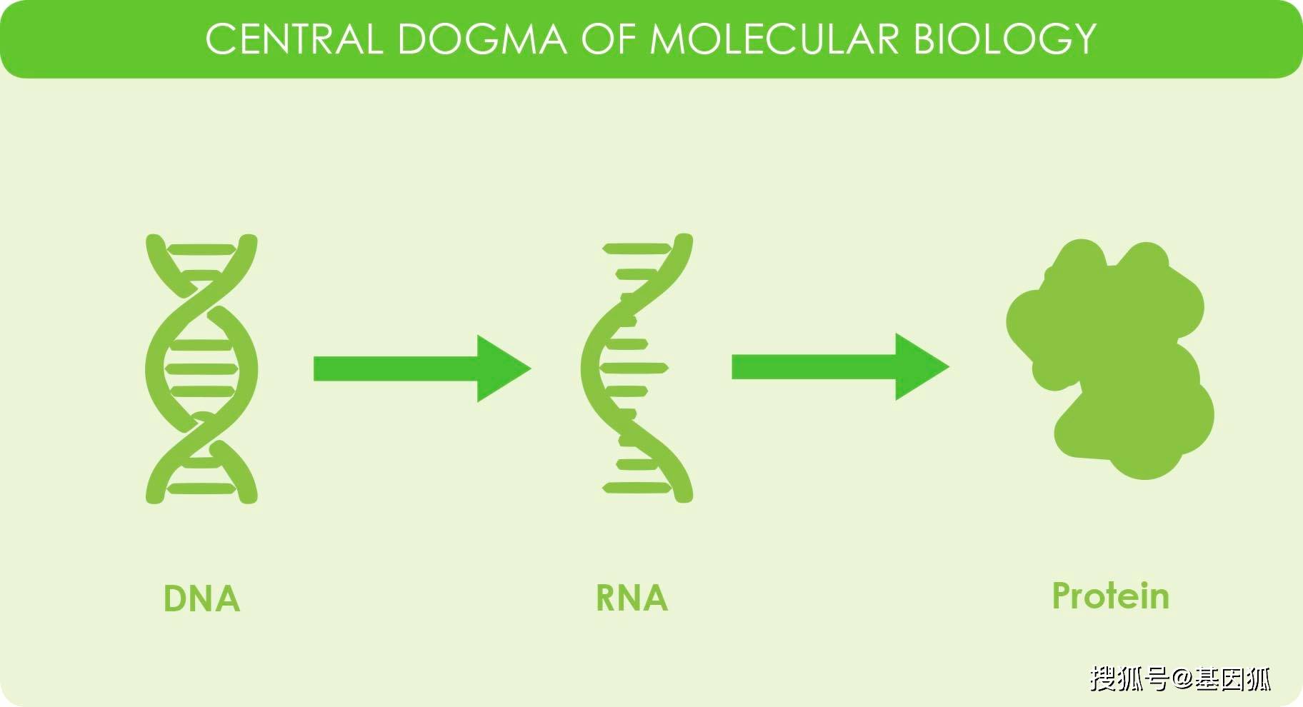 经验分享:rt-pcr"两步法"与"一步法"_进行