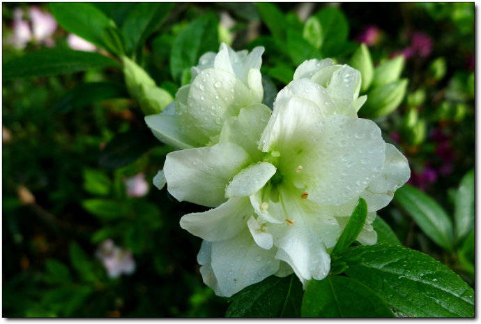 万花丛中一点绿绿色光辉杜鹃