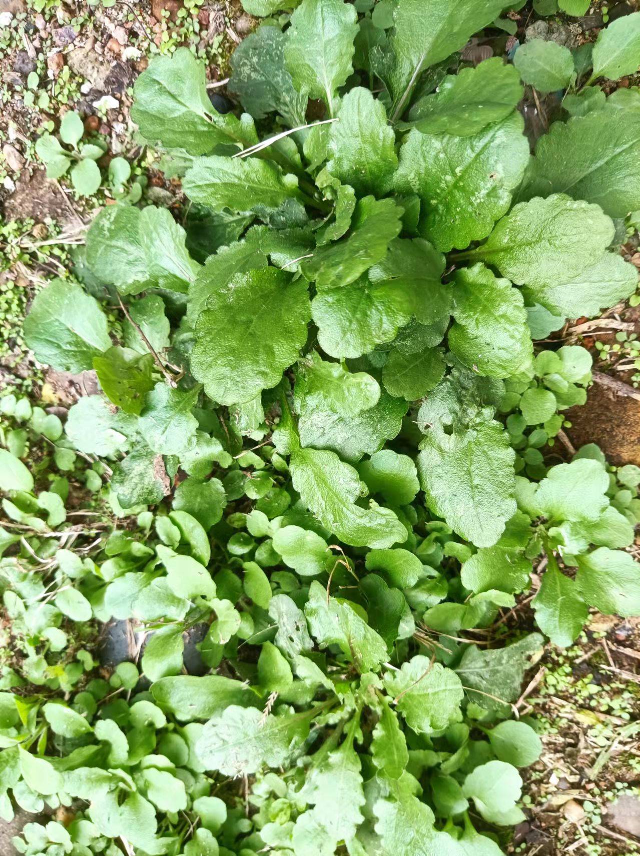 千层塔治牙龈炎效果远抛西药几条街,且没啥毒副作用〔黅钚焕堂谈野生