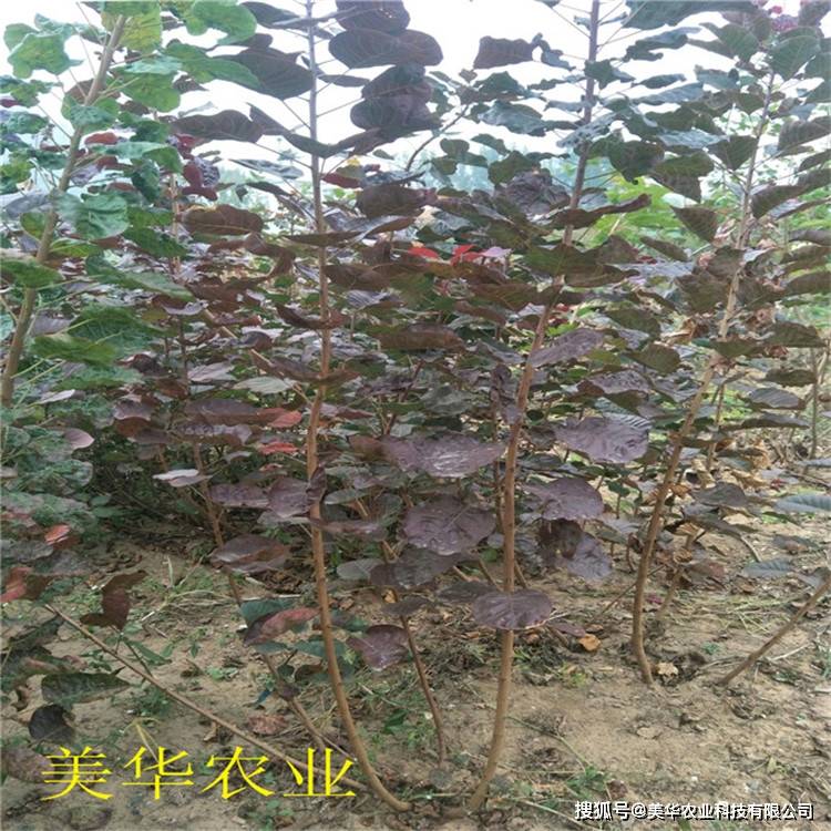 红栌树苗1公分2公分3公分红栌价格高档彩叶树 繁育