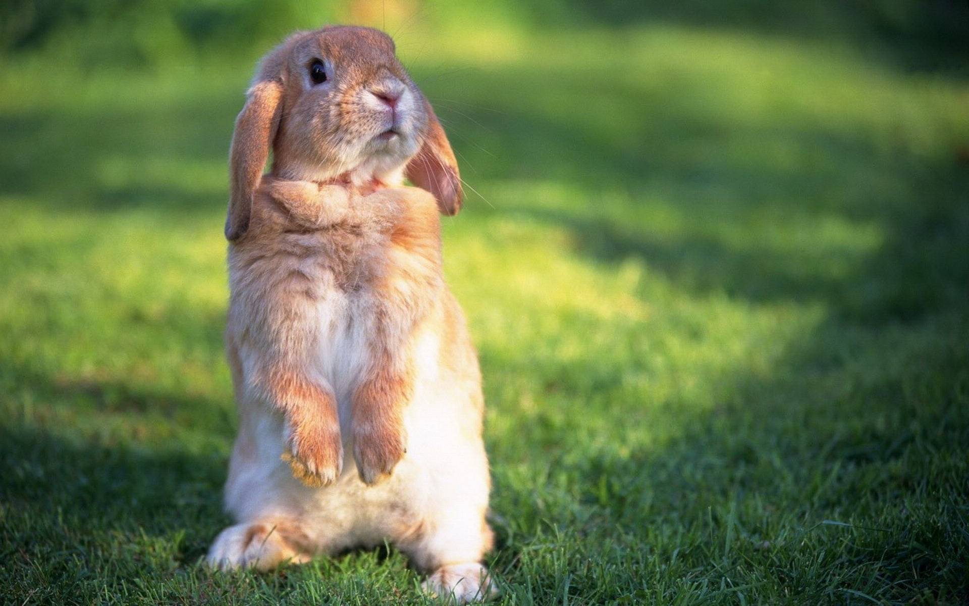兔兔的便便与健康 - 知乎