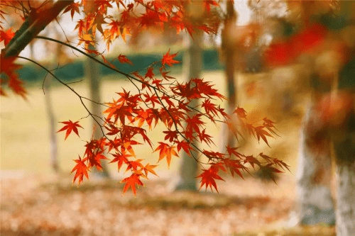 大道|枫叶红了，江南恰好，双山香山刷屏秋季