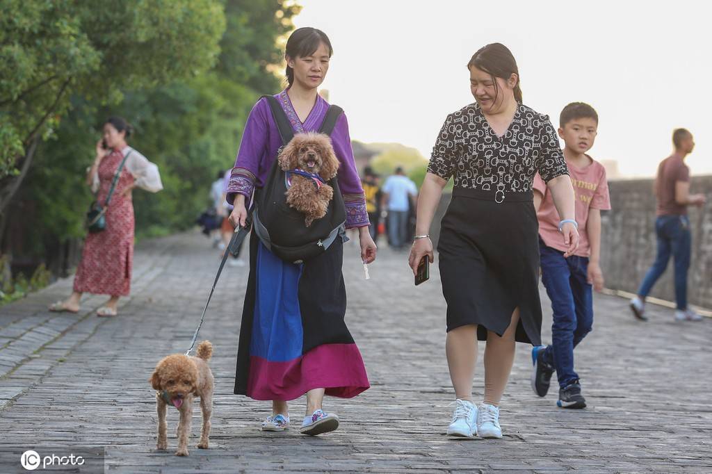 文明养犬引热议 狗狗和人其实并不难友好相处-搜狐大视野-搜狐新闻