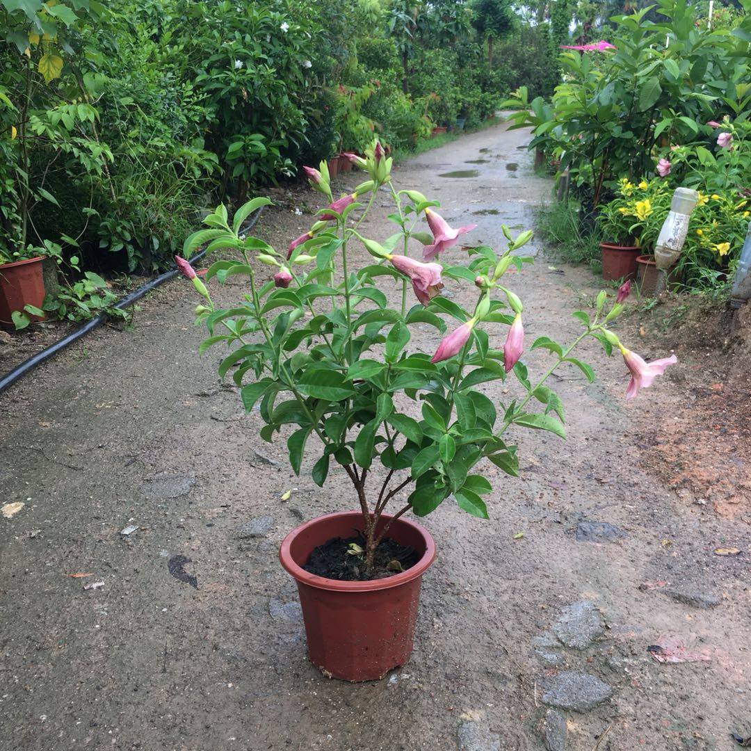 一种信任——紫蝉花