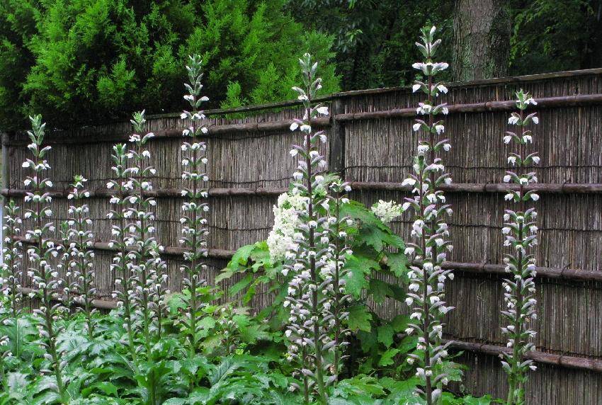 虾膜花(acanthusmollis)又叫鸭嘴花,茛力花,毛老鼠筋,蛤蟆花,金蝉脱壳