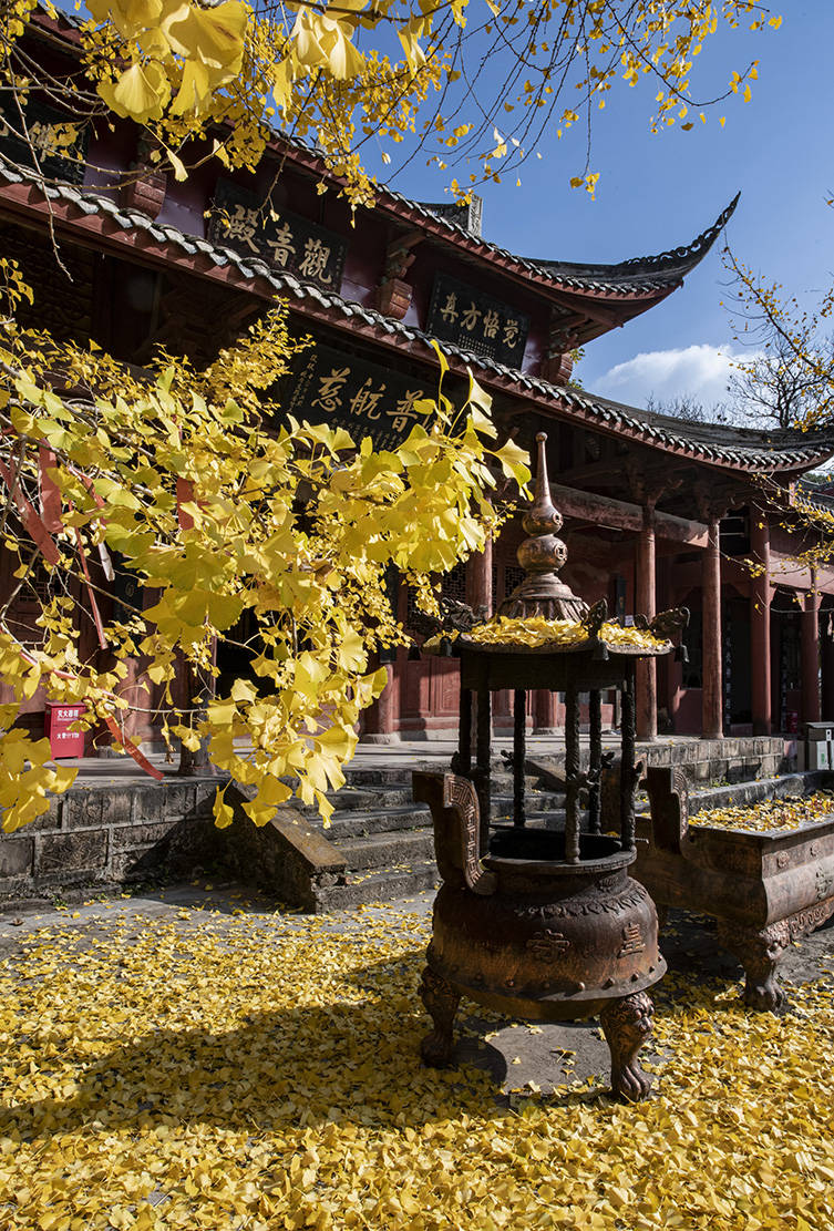 千年古剎天皇寺深秋銀杏醉遊人