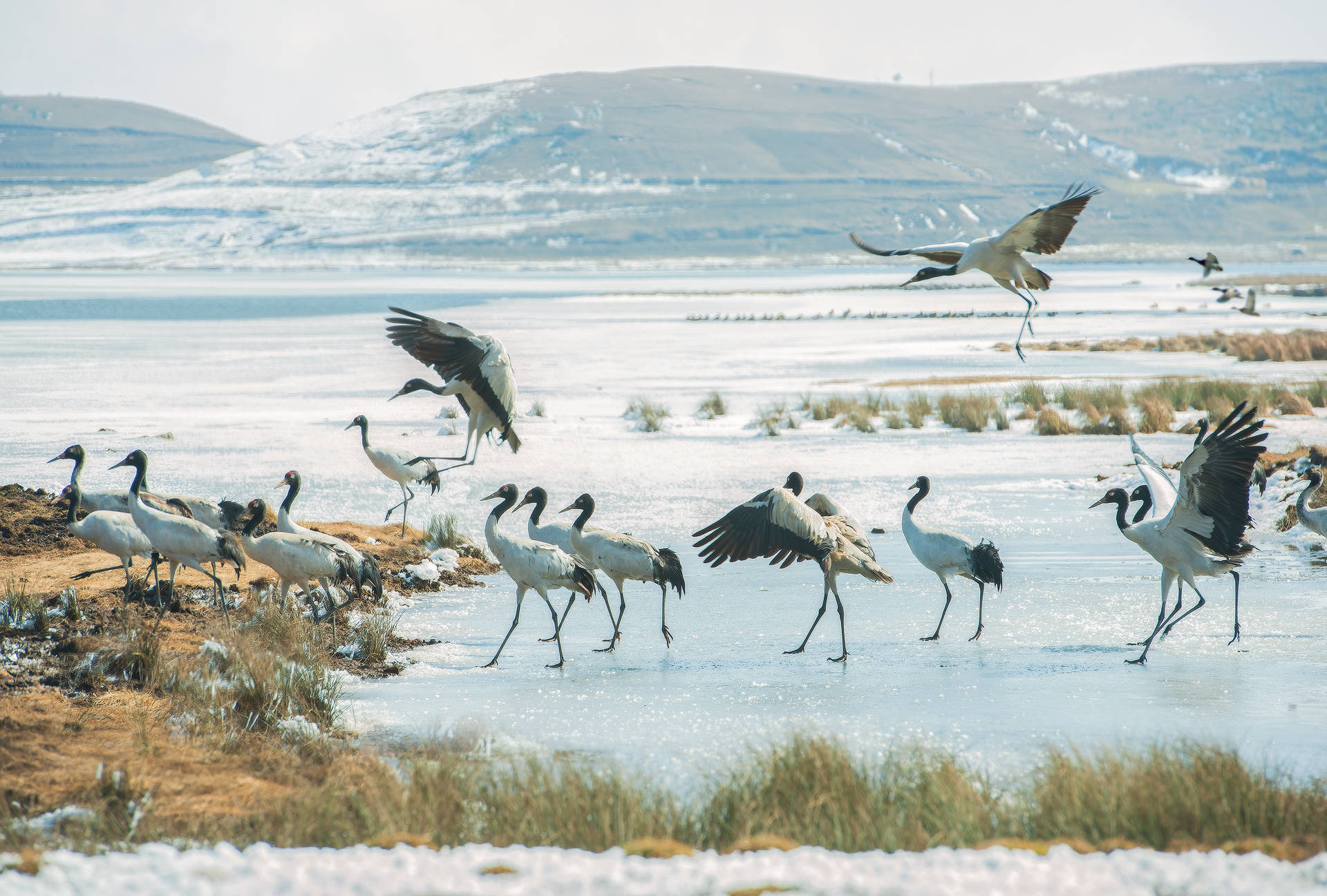 水墨云南隐藏在大山包念湖云雾里的黑颈鹤