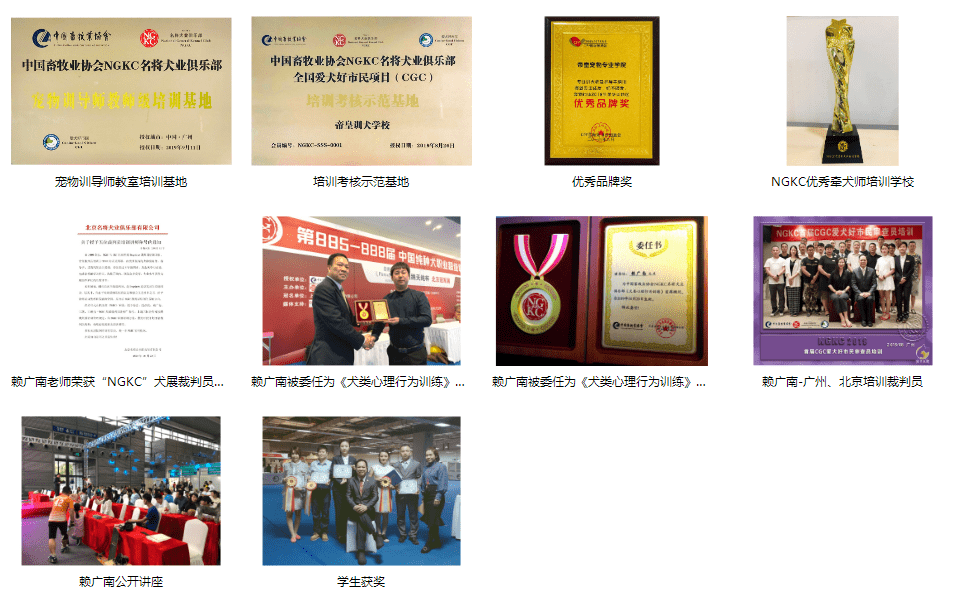 进行柯基犬喜欢扑人怎么办?柯基究竟要怎么进行狗狗行为训练?