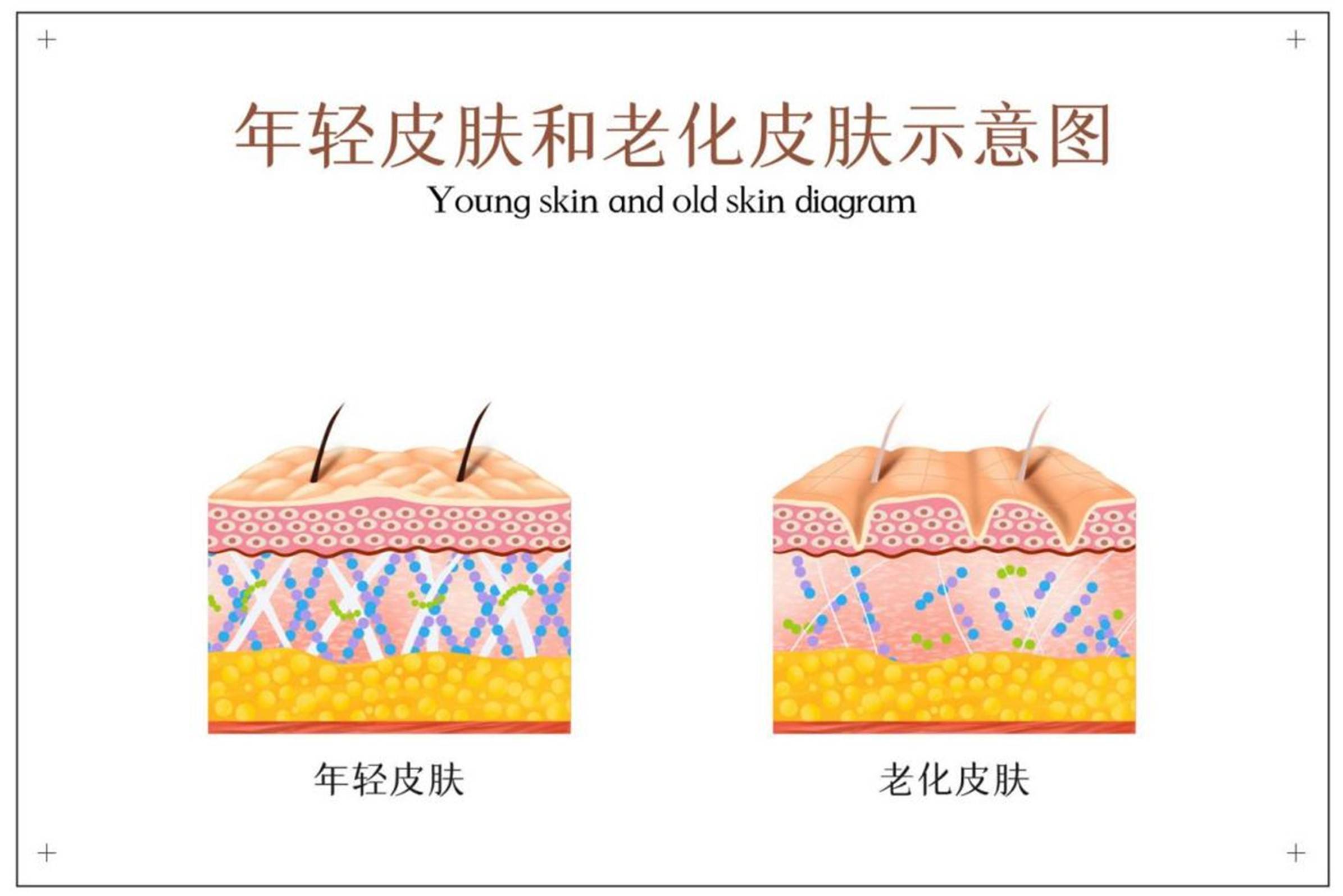 脸部皮肤构造图图片