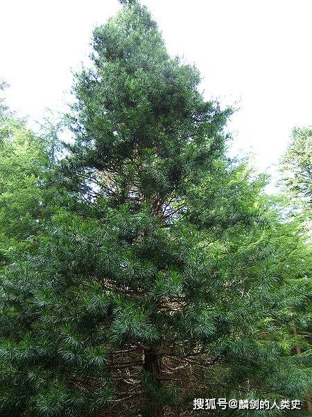 【地球生物全系列——植物篇】松柏纲—松柏目_松科_树脂_化石