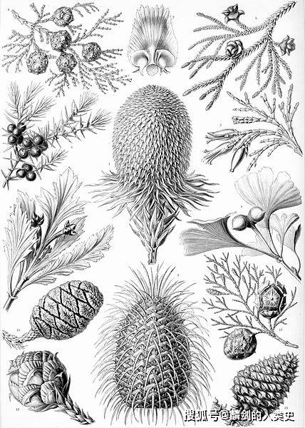 【地球生物全系列——植物篇】松柏纲—松柏目_松科_树脂_化石