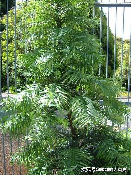 【地球生物全系列——植物篇】松柏目—南洋杉科