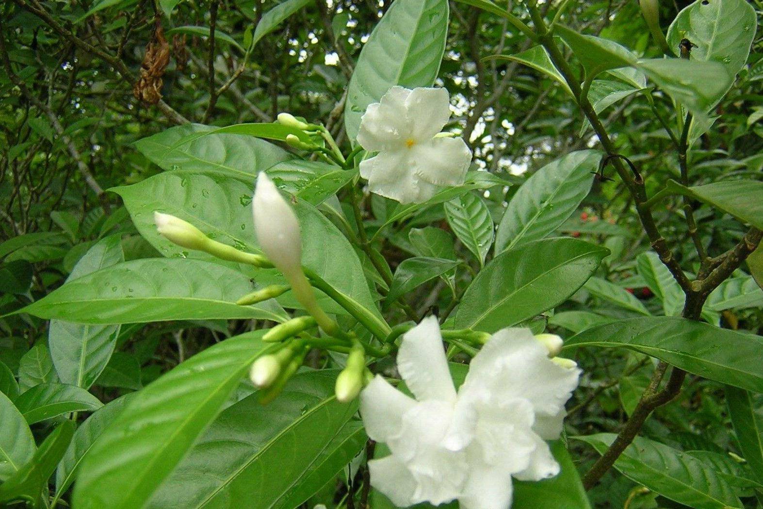 植物非试管高效快繁 狗牙花 技术 繁殖 民间