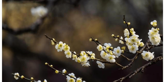 十二生肖中 12月26号起事业突飞猛进 财源不断的3个生肖 星座 中华资讯在线