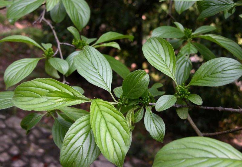 我国古代为数不多的天然绿色染料之一冻绿