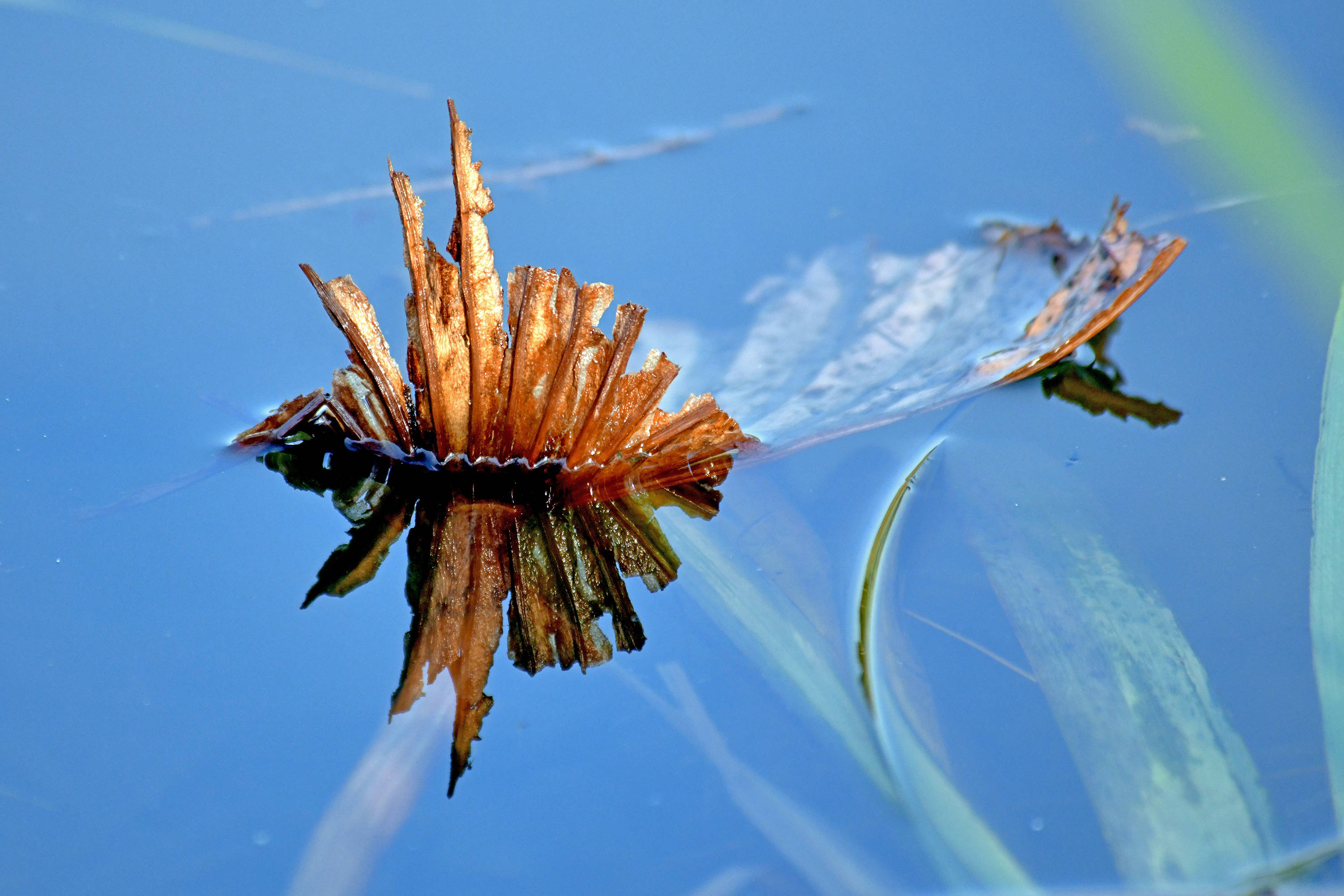 冬日残荷映荷塘