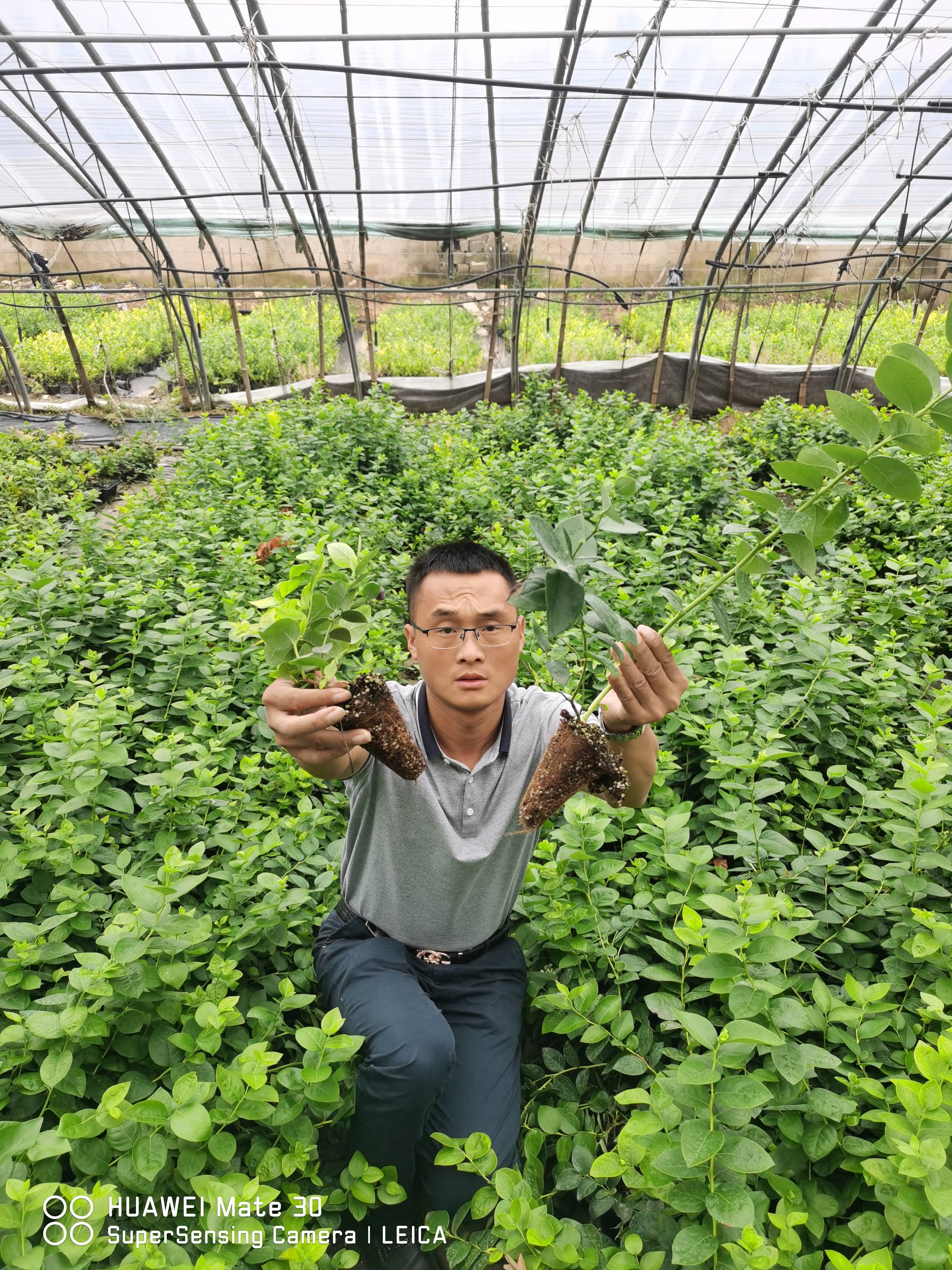 推薦在開花期設置熊峰,提高授粉率.