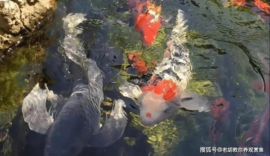 如何正确清洗鱼缸 2b7b854ca7554563ae53a3da07f3fc3b.png