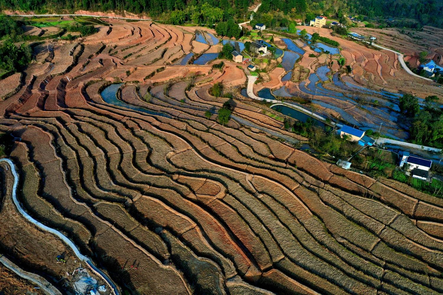 綦江区三江街道寨门村打造七彩梯田_改造_农田_蒋焰
