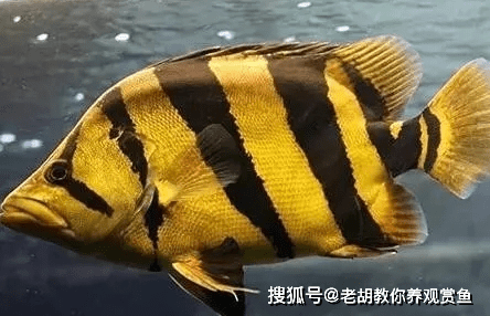 虎魚矇眼該怎麼治療虎魚疾病