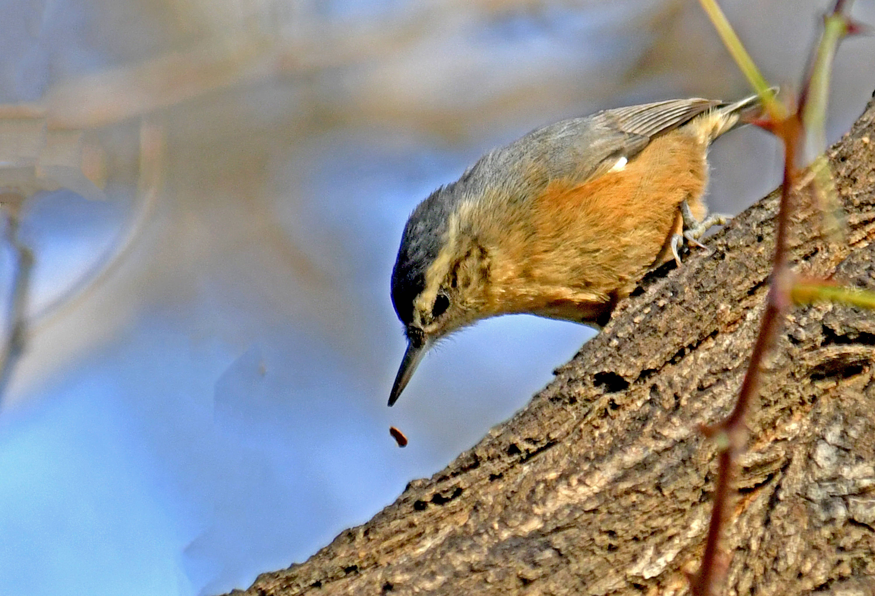 对林业有较多的保护效益鸟类普通䴓shī