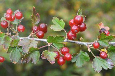 第三代果树之一美丽茶藨子可用植物非试管高效快繁技术繁殖