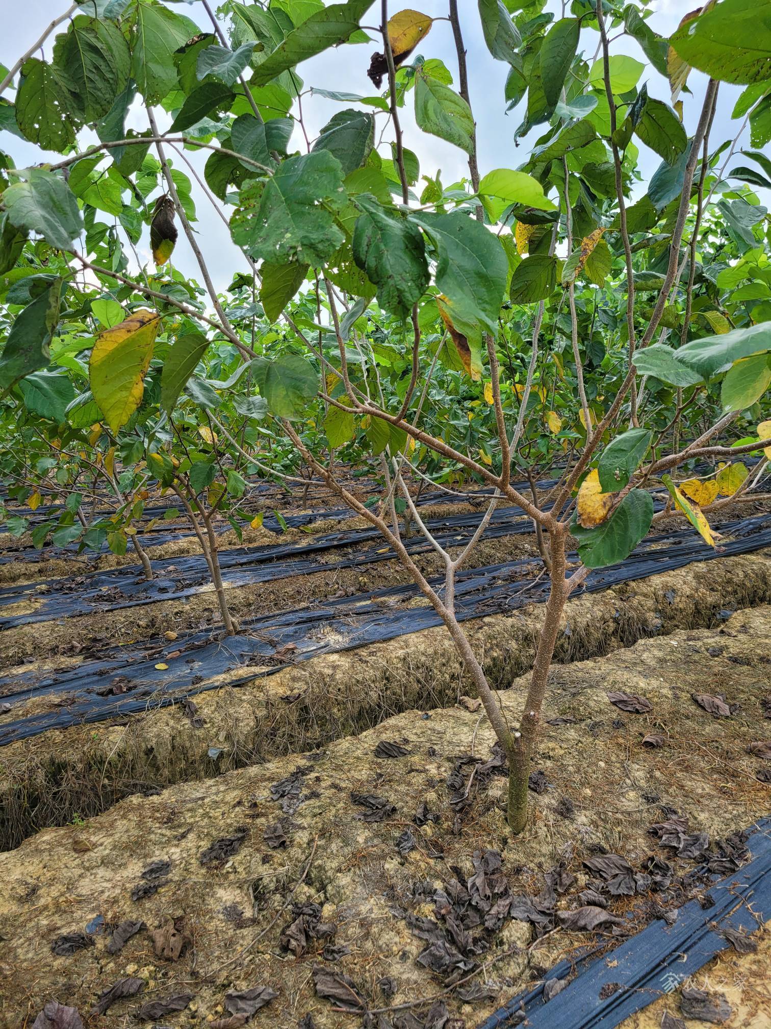 超级桑葚品种台湾长果桑树苗品种介绍这样栽植台湾长果桑苗产量高