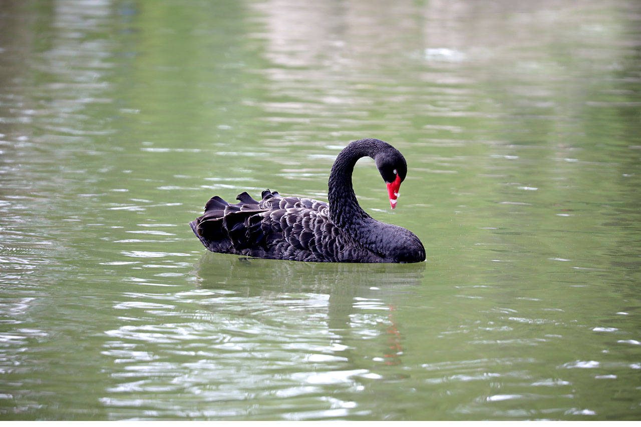 原创家鹅与天鹅是近亲吗兼谈家鹅与天鹅的区别