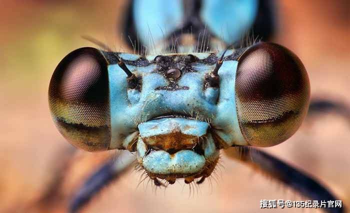 央视昆虫研究纪录片昆虫的隐秘世界macroworlds全3集