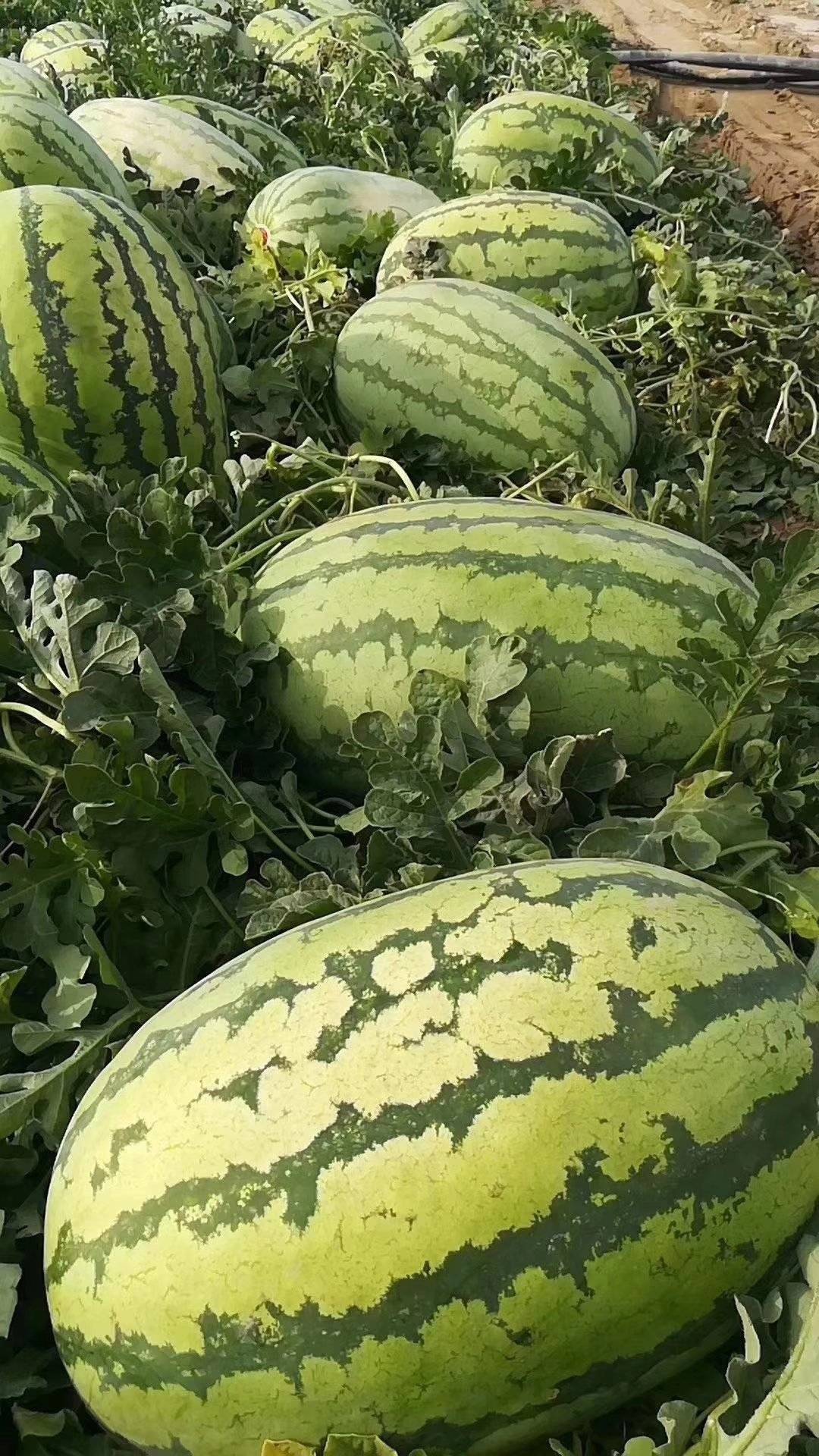 金城五号西瓜品种介绍