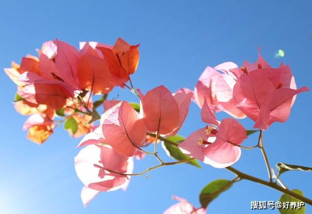 科普:園林植物100科屬識別口訣_雄蕊_子房_雌花