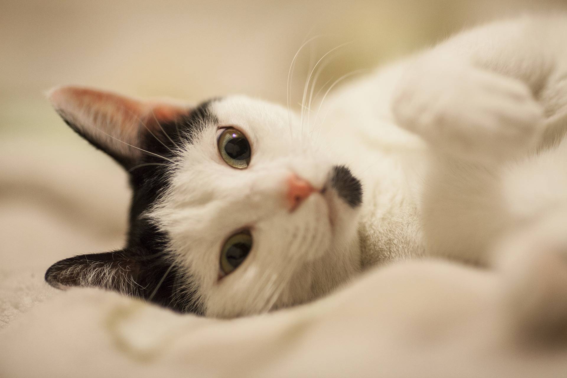 猫咪怎么样才能得狂犬病 431b2bfd1cc940e7b192b90a32b0c5ab.jpeg