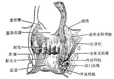 结肠|为什么肛肠病容易找上“我”？医生告诉你！