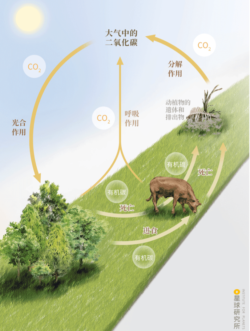 初中生物碳循环示意图图片