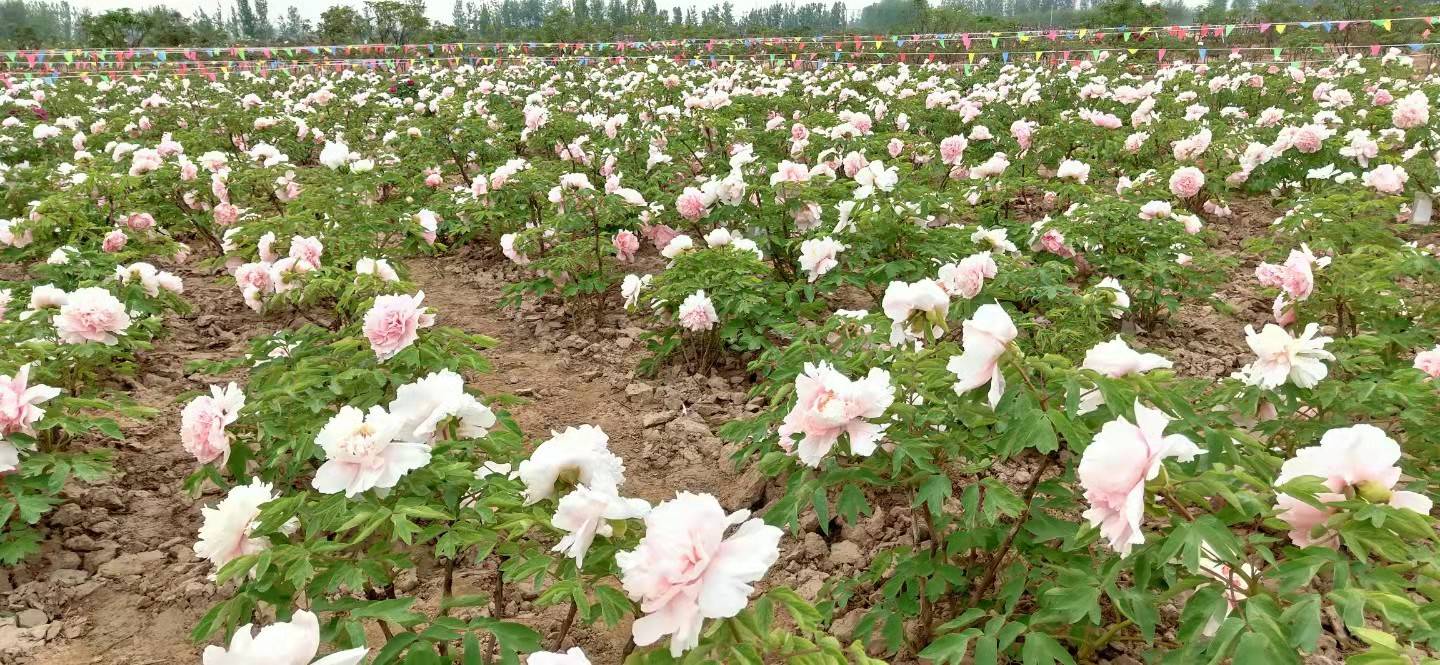 山东菏泽牡丹培育基地