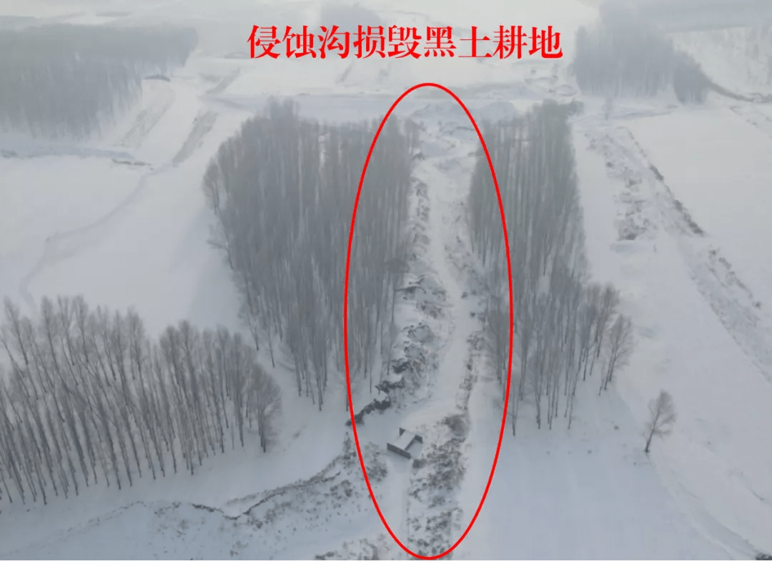 黑龙江绥化市黑土地保护不力违法占用黑土耕地问题严重