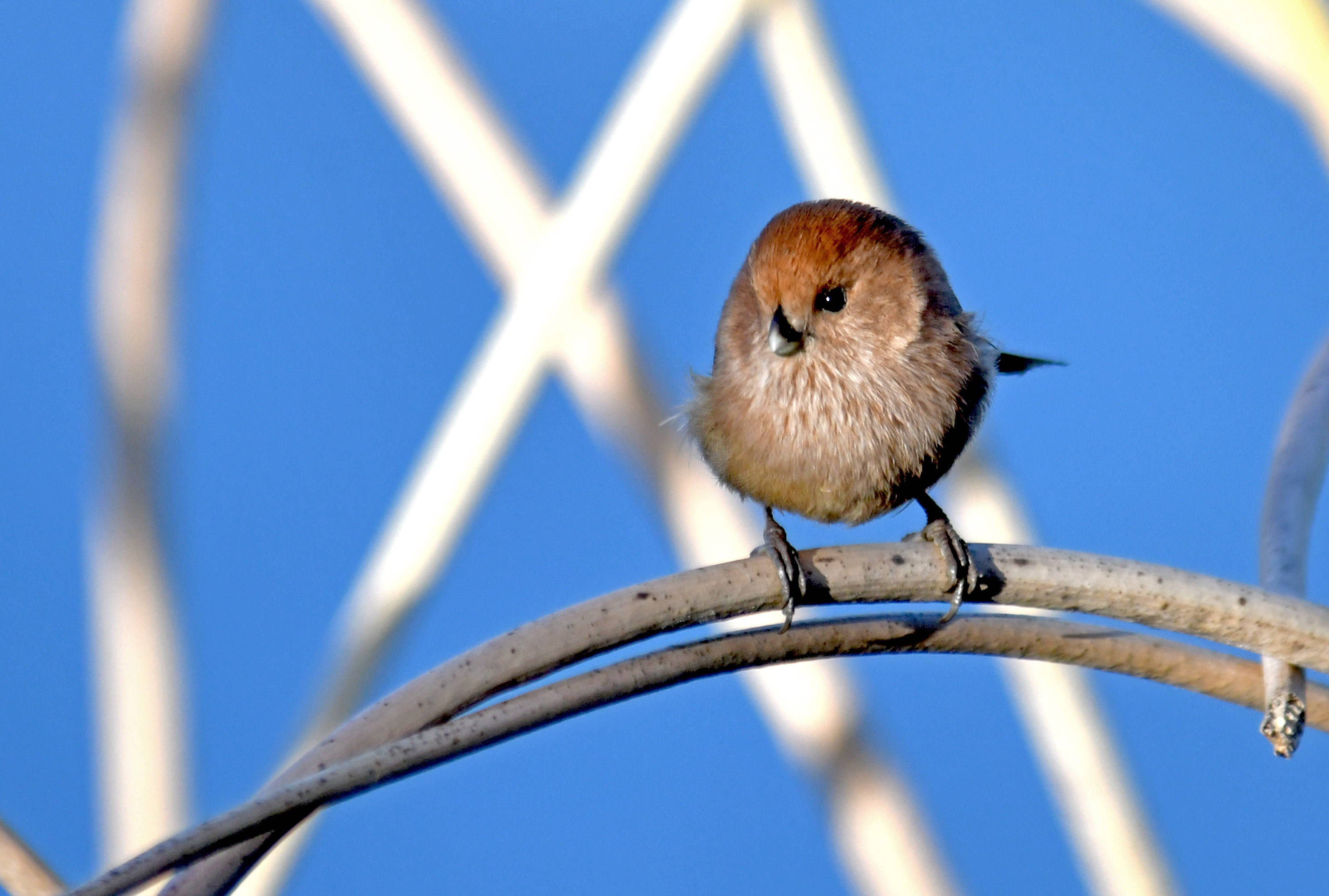 (下)呆萌而又憨态可掬的小鸟——棕头鸦雀