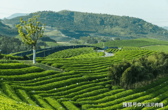 茗堂生物科技有限公司是茶業深加工領域的國家高新技術企業,是茶多酚