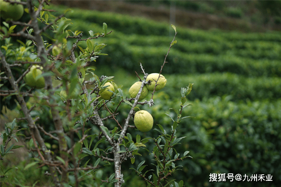 叶子|九州禾业 | 有长寿基因的茶，你喝过吗？ 云南的古茶树