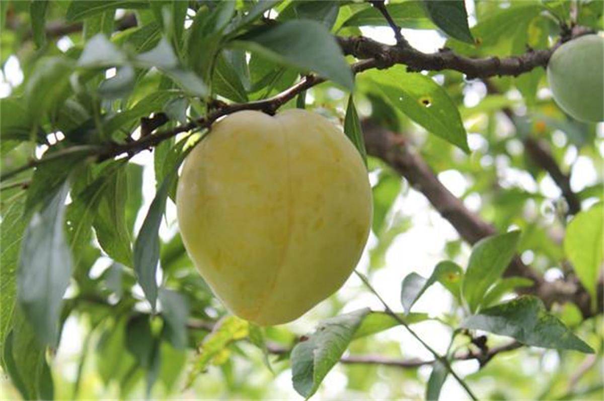 英英李子苗基地分享黄金奈李李子苗的种植技术