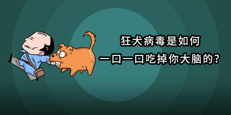 狂犬病毒是如何一口一口吃掉你大腦的