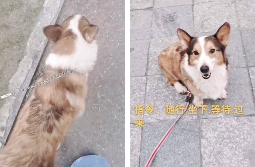 宠物柯基呲牙护食怎么办？广州专业训犬师用训狗学校案例告知你答案！