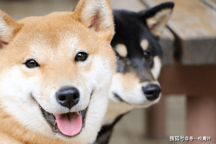 日本六犬是什么意思，分别是哪些犬种，除了这些还有吗?_手机搜狐网