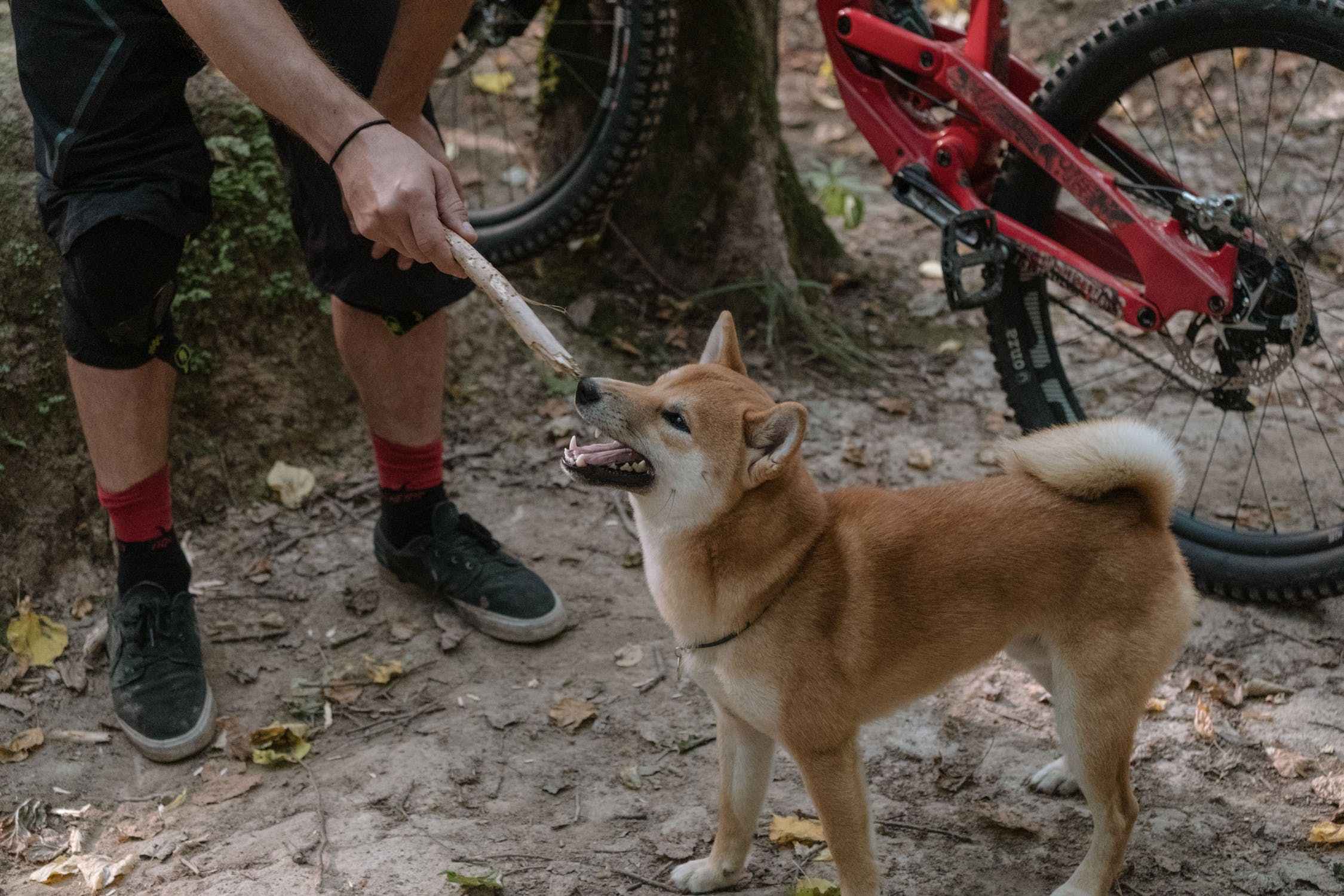 习惯柴犬在家乱拉怎么办？深圳正规训犬基地40天纠正狗狗错误行为