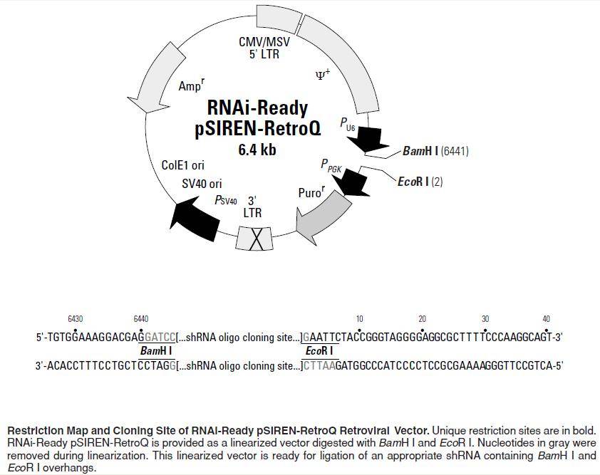 rnaireadypsirenretroq载体质粒图谱序列说明书价格