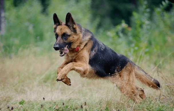 原創德國牧羊犬雖為警犬但有六大可怕之處你知道後還敢養麼