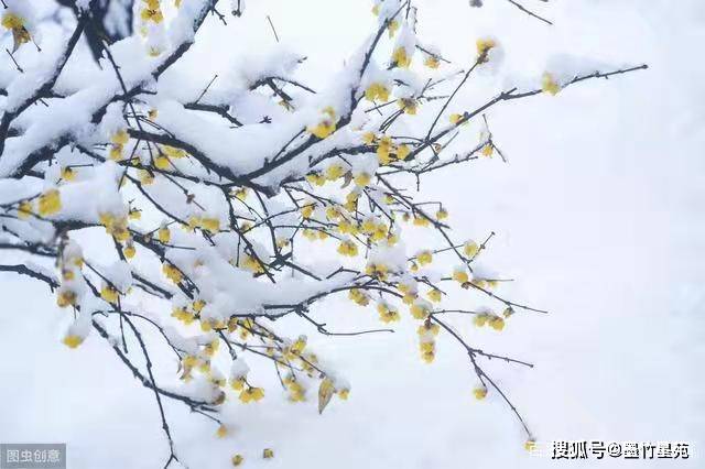 款款深情|【墨竹】多彩的雪